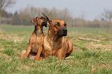 RODESIAN RIDGEBACK 110